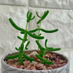 ドロサンテマム・グロボーサム・蜜橘/花暦アンティーク缶ポットの画像