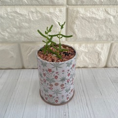 ドロサンテマム・グロボーサム・蜜橘/花暦アンティーク缶ポットの画像