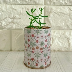 ドロサンテマム・グロボーサム・蜜橘/花暦アンティーク缶ポットの画像