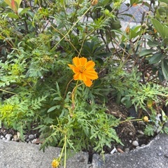 野花・野草の勉強