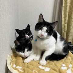 in江南市☆クリスマス☆保護猫達をオウチに迎えよう☆202…