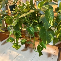 観葉植物の画像