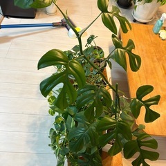 観葉植物の画像