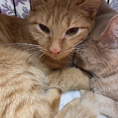 【トライアル予定】茶トラの赤みそ