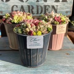 多肉植物★寄せ植え３点セット★
の画像