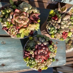 多肉植物★寄せ植え３点セット★
の画像