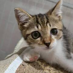 in名古屋市☆クリスマス☆保護猫達をオウチに迎えよう☆20…