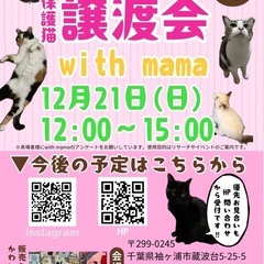 かわいい猫達の譲渡会