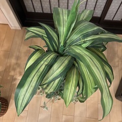 フェイクグリーンの画像