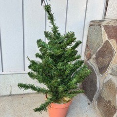 クリスマスツリーの画像