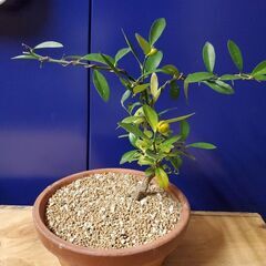 小品盆栽　ミニ盆栽　キンズの画像