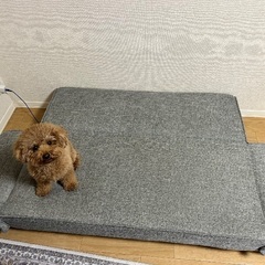 ソファーベッドの画像