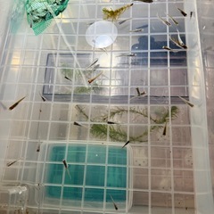 MIXメダカの画像