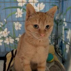 12/21石巻で譲渡会です！茶トラ「僕ちゃん♂」