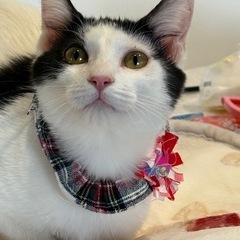 人好き猫好きエリーちゃん