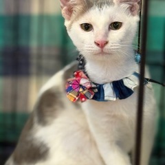 グレー白のポコちゃん