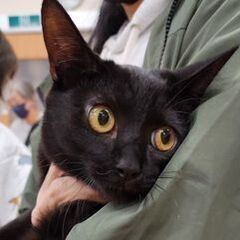 12/21石巻で譲渡会です！黒猫「リン♀」