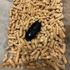 オオクワガタ2齢幼虫　の画像