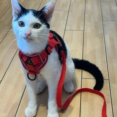 12/21石巻で譲渡会です！人馴れ「チェス♂」