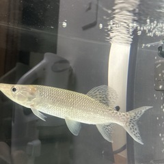 魚　アフリカンパイクカラシンの画像