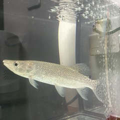 魚　アフリカンパイクカラシンの画像