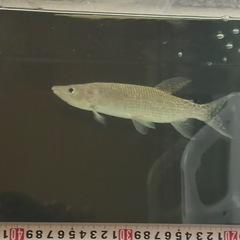 魚　アフリカンパイクカラシンの画像