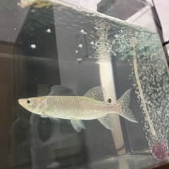 魚　アフリカンパイクカラシンの画像