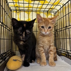 動画付🐾小さな兄妹🐾一緒にお迎え大歓迎✨12月14日（日）…