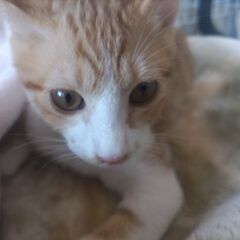 12/21石巻で譲渡会です！ねこねこ探検隊「隊長♂」