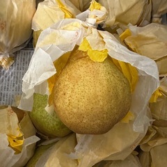 【受付終了
 】洋梨1個100〜150円！12月25日頃お渡ししますの画像