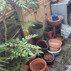 【0円】植木鉢まとめて差し上げます（多種類・大量）の画像