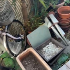 【0円】植木鉢まとめて差し上げます（多種類・大量）の画像