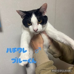 代理投稿です。