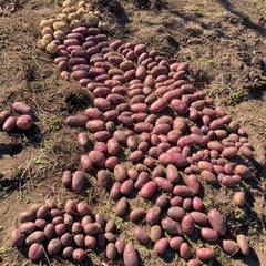 じゃがいも 3kg デストロイヤー グラウンドペチカ 野菜 食品の画像
