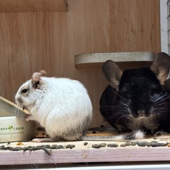 チンチラ2匹とデグー1匹