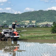 コシヒカリ　自家栽培米　の画像