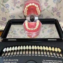 歯列
模型&歯シェードガイドの画像