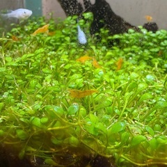 カラーシュリンプ（オレンジ）の画像