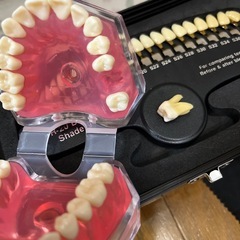 歯列
模型&歯シェードガイドの画像