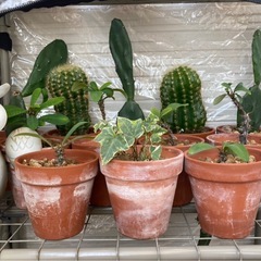 観葉植物🌵小の画像