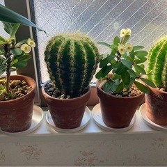 観葉植物🌵小の画像