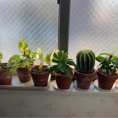 観葉植物🌵小の画像
