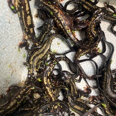 自家繁殖CB個体極上金箔シリケンイモリ１匹4000円の画像