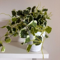 フェイクグリーンの画像