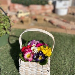 寄せ植えジュリアンMIX
の画像