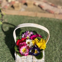 寄せ植えジュリアンMIX
の画像