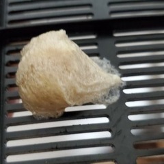 オオカマキリの卵の画像