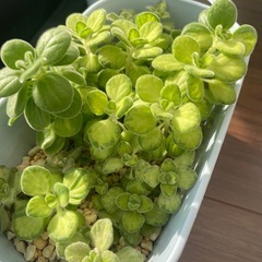 多肉植物 アロマティカスライムシャワー の画像