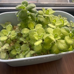 多肉植物 アロマティカスライムシャワー の画像