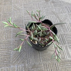 ルビーネックレス　多肉植物の画像